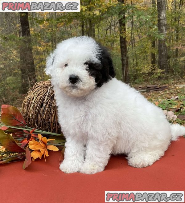 TOY POODLE PUPPIES – fotografie 5