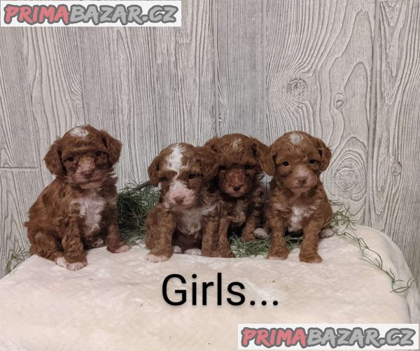 Poodle Puppies – fotografie 1