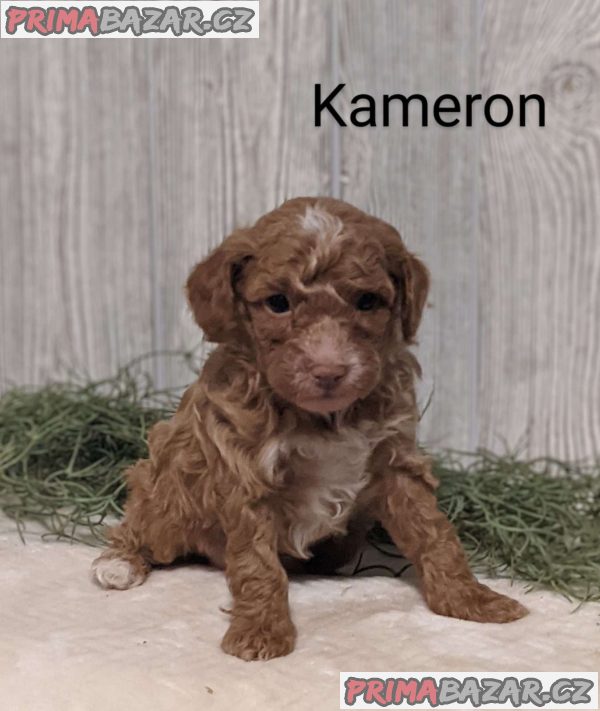 Poodle Puppies – fotografie 3