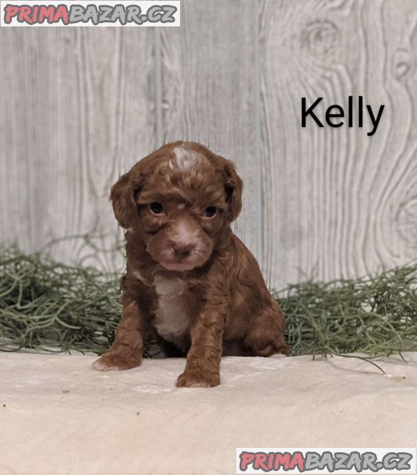 Poodle Puppies – fotografie 4