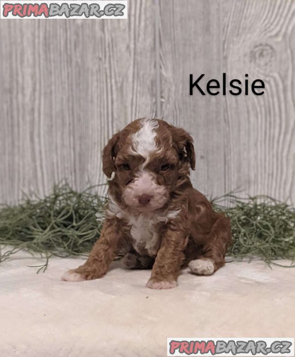 Poodle Puppies – fotografie 5