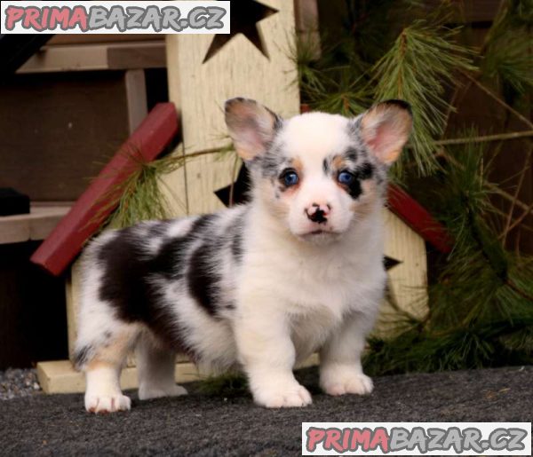 Well Trained Pembroke Welsh Corgi Puppies – fotografie 2