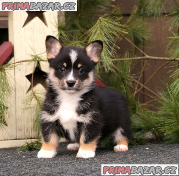 Well Trained Pembroke Welsh Corgi Puppies – fotografie 3