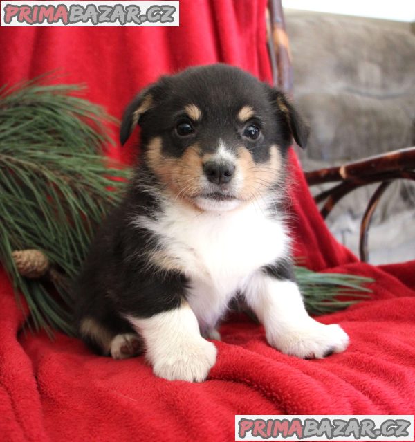 Well Trained Pembroke Welsh Corgi Puppies – fotografie 4