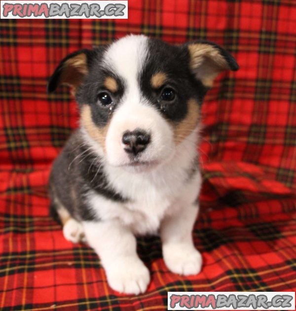Well Trained Pembroke Welsh Corgi Puppies – fotografie 5