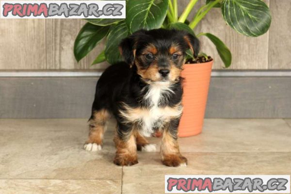 Registered Yorkshire Puppies For Re-Homing – fotografie 2