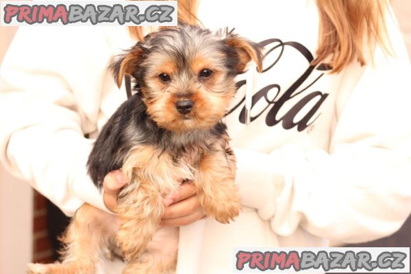 Registered Yorkshire Puppies For Re-Homing – fotografie 3