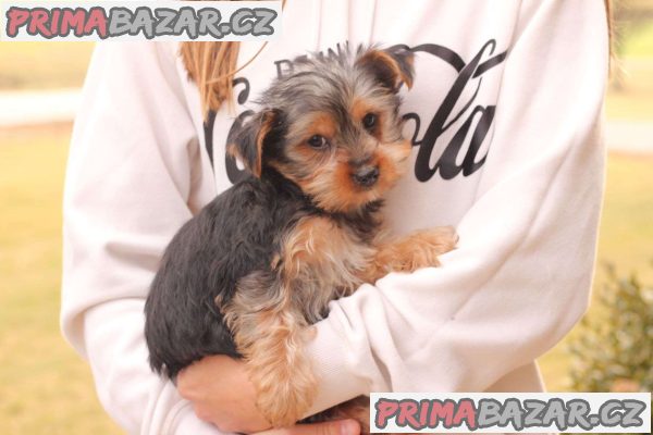 Registered Yorkshire Puppies For Re-Homing – fotografie 4