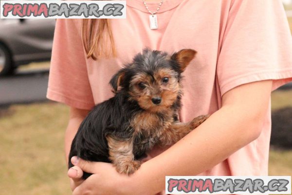 Registered Yorkshire Puppies For Re-Homing – fotografie 5