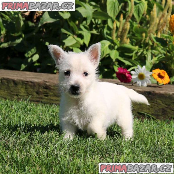 West Highland Terrier Puppies. – fotografie 1