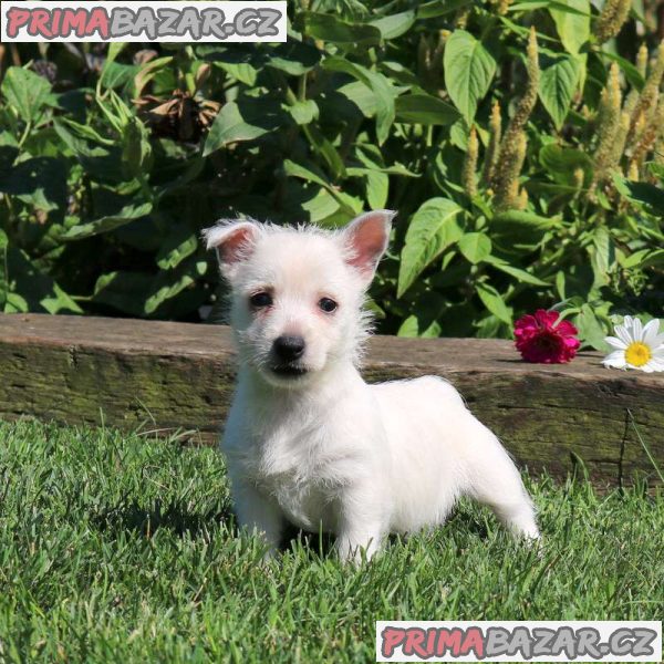 West Highland Terrier Puppies. – fotografie 2