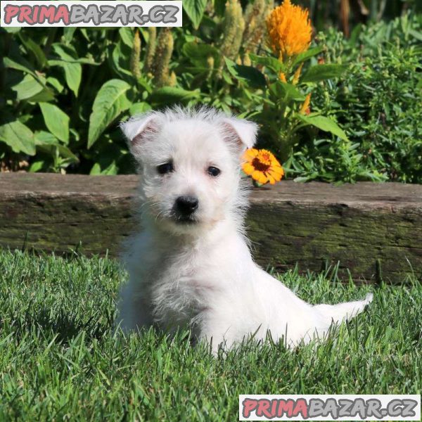 West Highland Terrier Puppies. – fotografie 5
