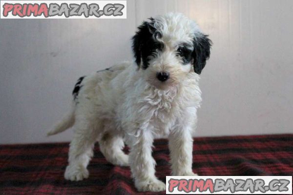 Sheepadoodle Puppies – fotografie 1