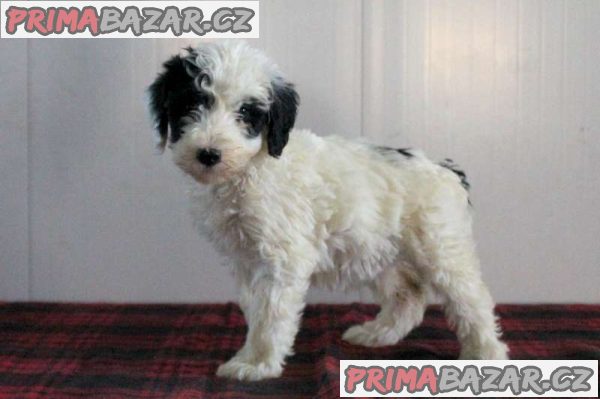 Sheepadoodle Puppies – fotografie 2