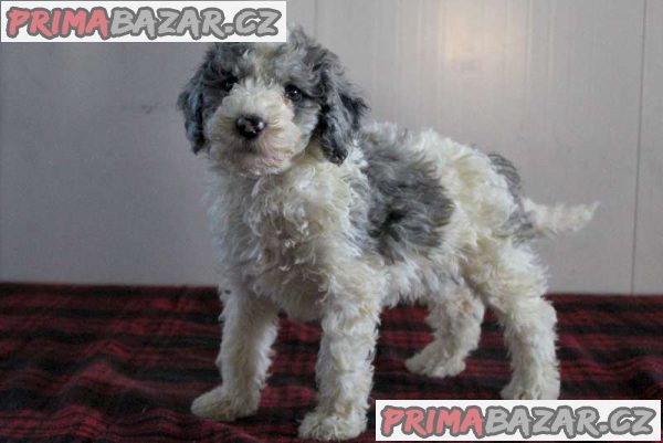 Sheepadoodle Puppies – fotografie 3