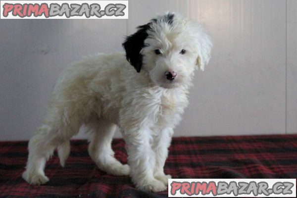 Sheepadoodle Puppies – fotografie 5