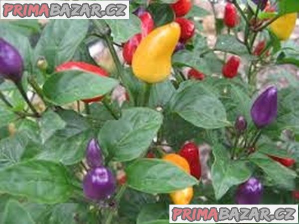 Chilli Chinese Five Color