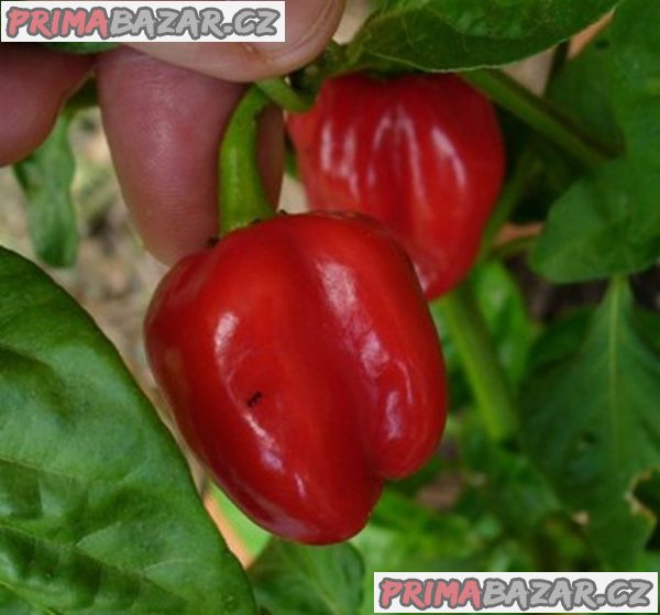 Chilli Habanero Tobago