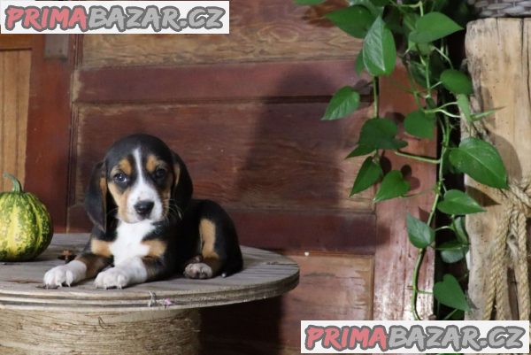 Beautiful Beagle Pups Available