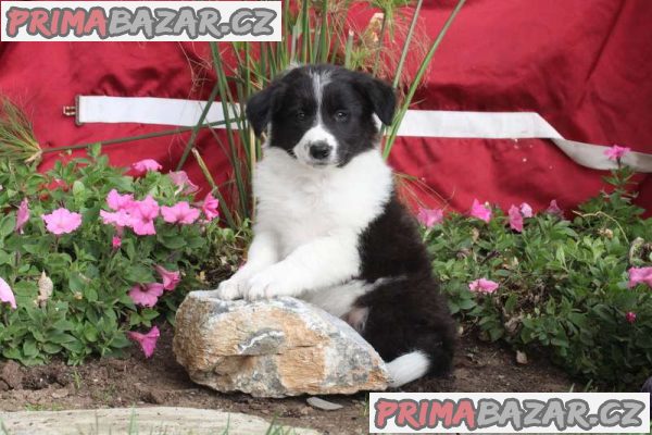 Border Collie Puppies for Sale
