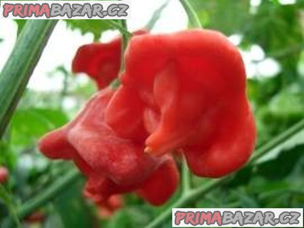 Chilli paprička „Rosenchilli“
