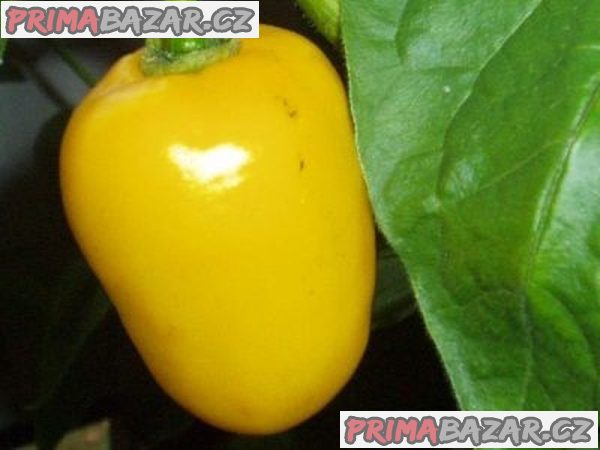 Chilli Rocoto Yellow