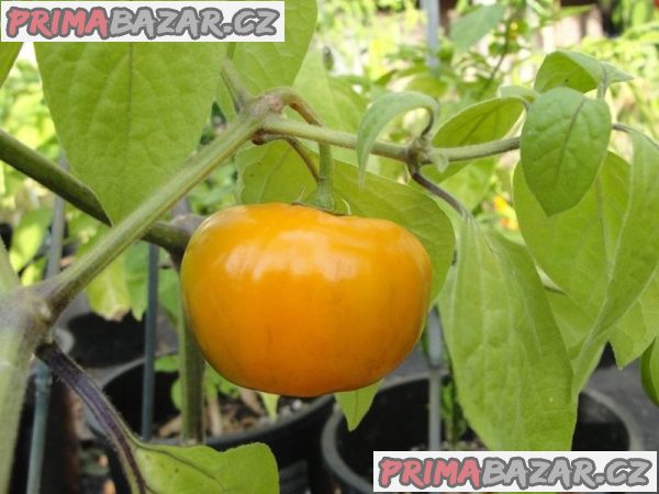 Chilli Rocoto Orange