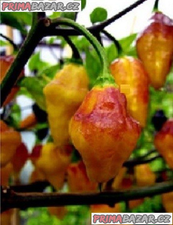 Chilli paprička PUERTO RICAN