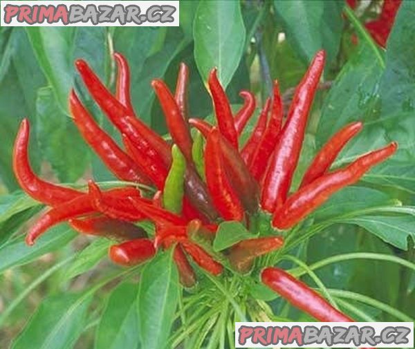 Paprička Chilli Poinsettia