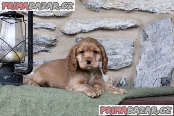 Clumber spaniel puppies