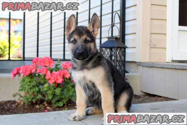 German Shepard Puppies