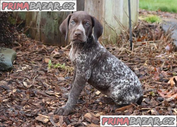 KC German Shorthaired Pointer Puppies For Sale