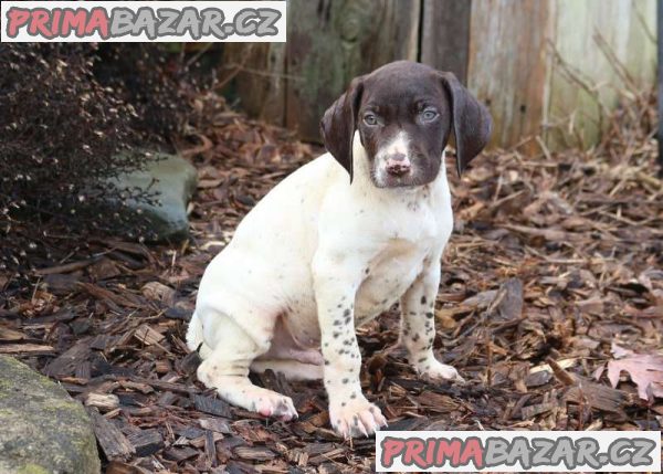 Stunning German Short Haired Pointer Pups