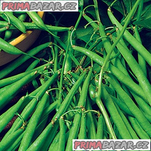 Fazol XERA NANO - semena