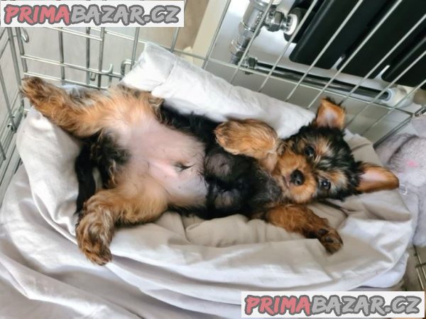 Jorkšírský teriér štěňata připravena – fotografie 2
