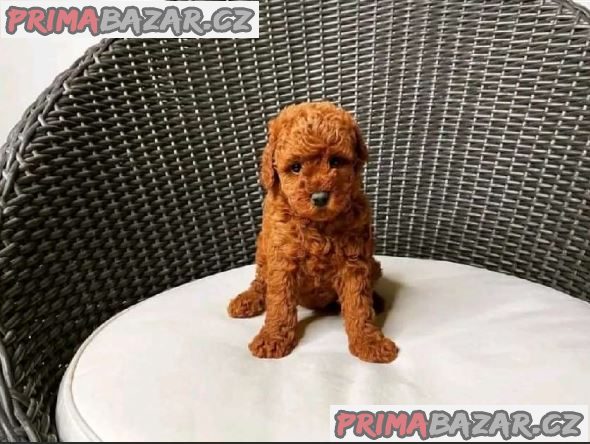 Štěňata Pudla Na Prodej – fotografie 2