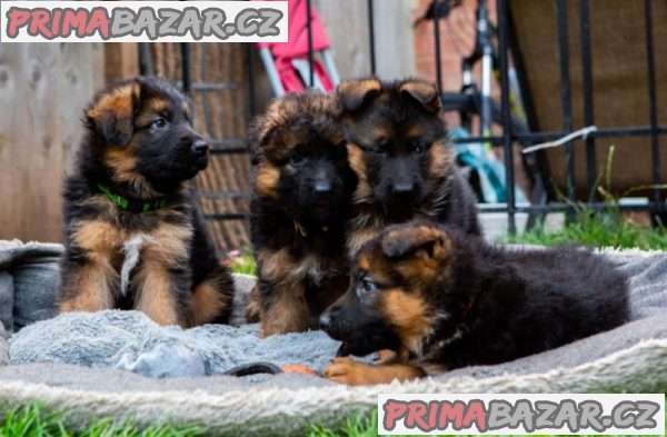 Krásná Německý ovčák Štěňata Na Prodej – fotografie 1