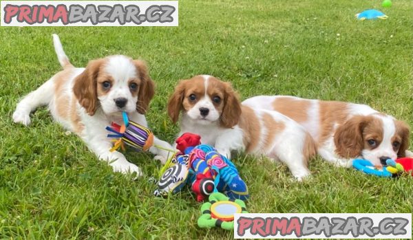 Krásný kavalír King Charles španěl Štěňata – fotografie 1