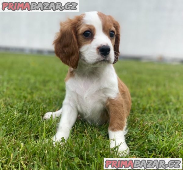 Krásný kavalír King Charles španěl Štěňata – fotografie 2