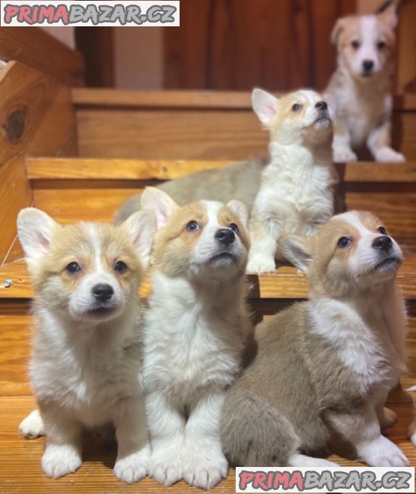 Krásný Welsh Corgi Štěňata Na Prodej – fotografie 1