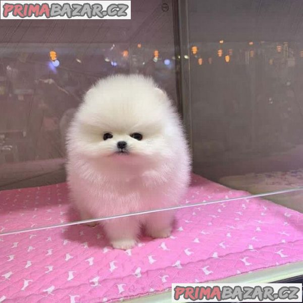 Krásný Pomeranian Štěňata Dostupný – fotografie 2