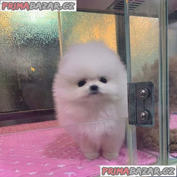 Krásný Pomeranian Štěňata Dostupný – fotografie 3