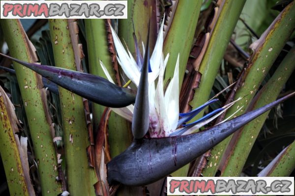 Bílá Strelitzia Nicolai - Strelície natalská - semena