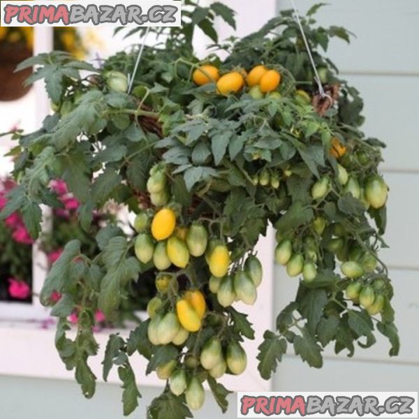 Rajče „Pear Drops“