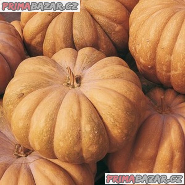 Tykev muškátová Moscata di Provenza