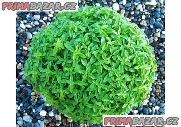 Bazalka Greco a Palla