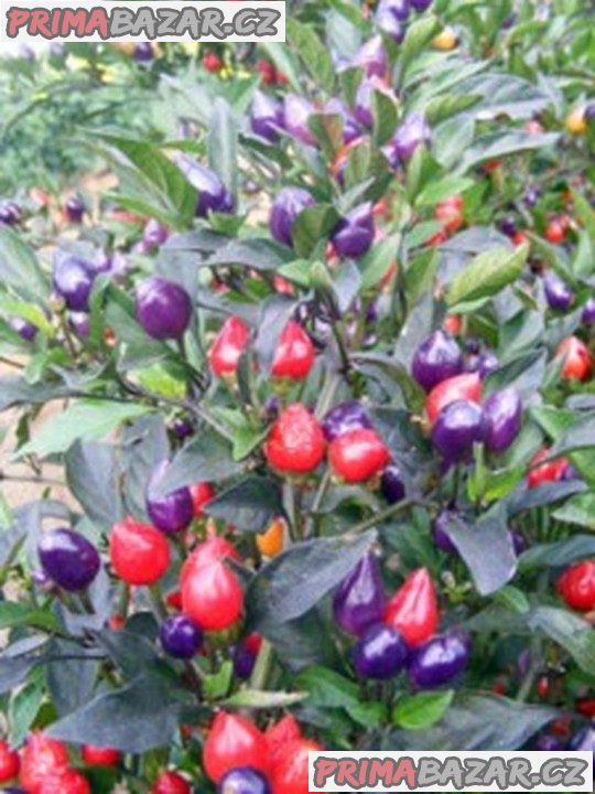 Paprička Chilli Numex Centenial