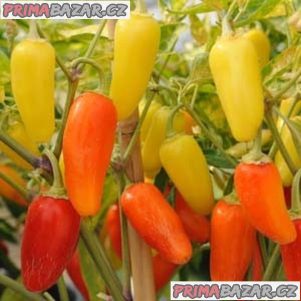 Paprička Chilli Numex Pinata