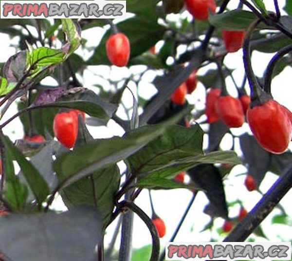 Paprička Chilli Orozco