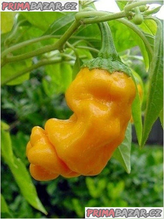 Paprička Chilli Pepper Petter Yellow
